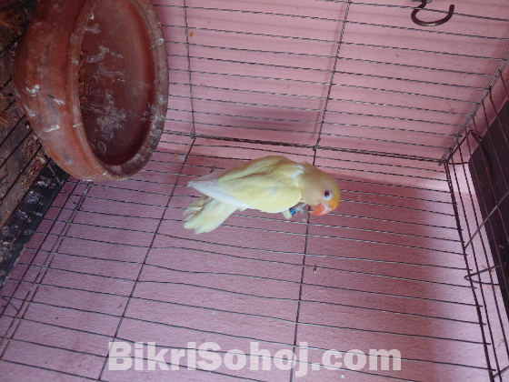 Red eye cremeno Male